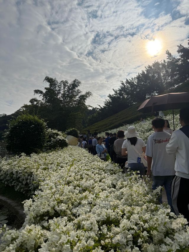 20塊錢玩轉南寧青秀山!花海徒步都太絕了 20塊錢玩轉南寧青秀山!花海徒步都太絕了