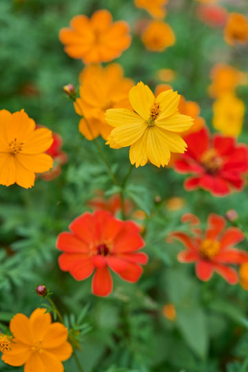 山花燦爛正當時,955階登頂江夏龍泉山 山花燦爛正當時,955階登頂江夏龍泉山