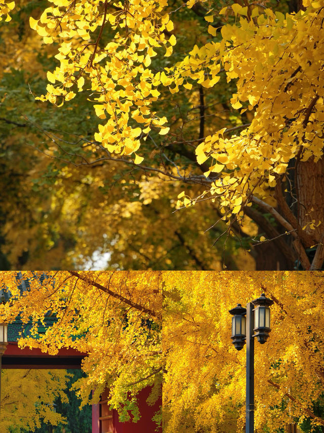 京城賞秋天花板地壇銀杏大道美到失語