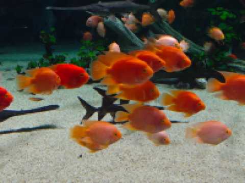 深圳海底世界必打卡~小梅沙海洋館