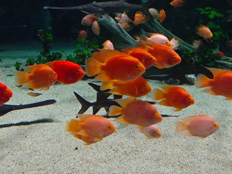 深圳海底世界必打卡~小梅沙海洋館 深圳海底世界必打卡~小梅沙海洋館