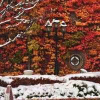 🇯🇵 삿포로에서 만난 기적의 5일: 가을과 겨울이 동시에 🤯