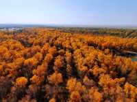 金秋必衝!金塔胡楊林500字治癒系攻略