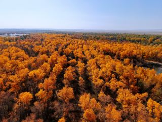 金秋必衝！金塔胡楊林500字治癒系攻略