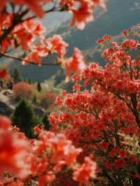 帶娃衝莫干山賞楓！95%紅楓美到尖叫