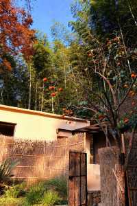 不慌不忙與秋風最後的浪漫