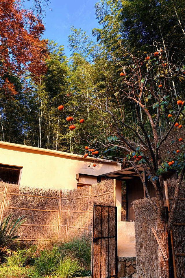 不慌不忙與秋風最後的浪漫