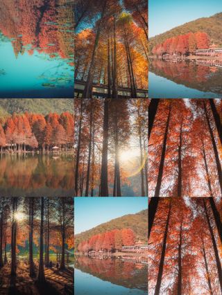 The Romance of Meizhou in Winter — Pankeng Dawn Redwood