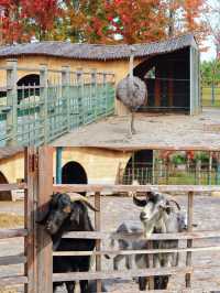 對不起,之前的宿遷洪澤湖攻略都過時了!