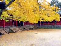 為了這扇秋日限定的窗，我專門去了趟崇州