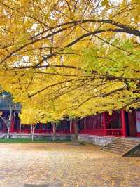 為了這扇秋日限定的窗，我專門去了趟崇州