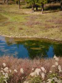 上海3h直達!初冬闖入畫龍村,在浙東古道邂逅瀑布梯田與治癒