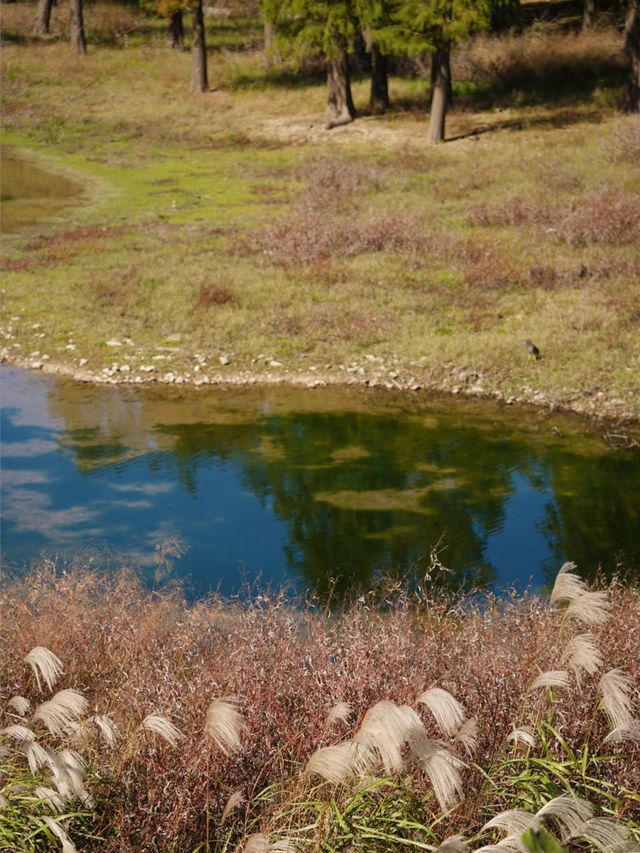 上海3h直達!初冬闖入畫龍村,在浙東古道邂逅瀑布梯田與治癒 上海3h直達!初冬闖入畫龍村,在浙東古道邂逅瀑布梯田與治癒