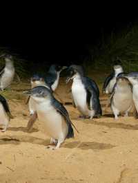 墨爾本｜蒸汽火車與企鵝歸巢-14人團旅行