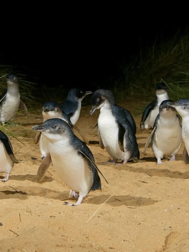 墨爾本｜蒸汽火車與企鵝歸巢-14人團旅行