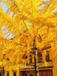 就在廣東1h直達親子溫泉銀杏兩日遊