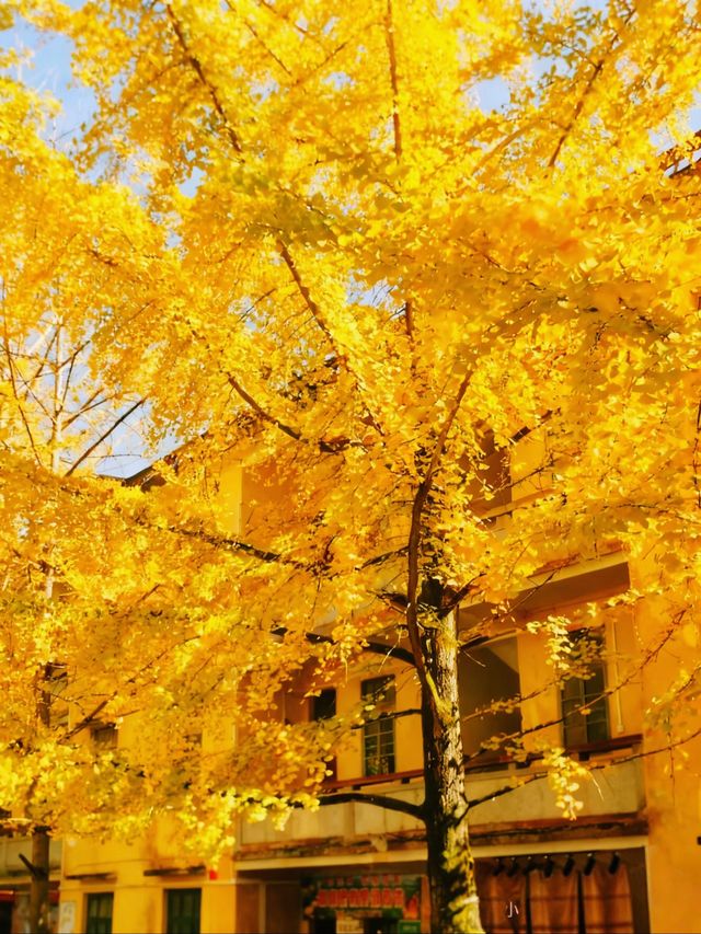 就在廣東1h直達親子溫泉銀杏兩日遊