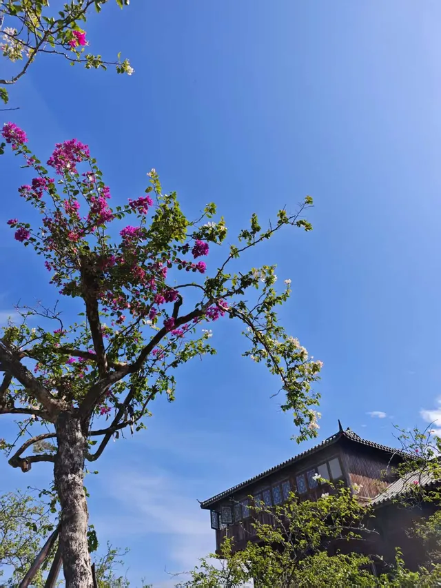 南灣花鎮，一定要來！！！