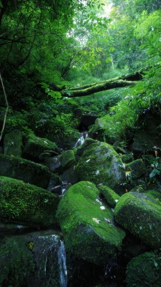 Скрытая жемчужина провинции Гуйчжоу! Путеводитель по свежему воздуху в национальном лесном парке Сяньхэпин.