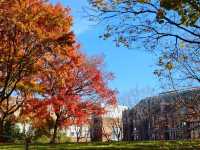 華盛頓大學絕美金秋