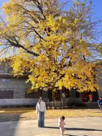 南昌周邊|九江雲居山的千年銀杏 滿樹金黃