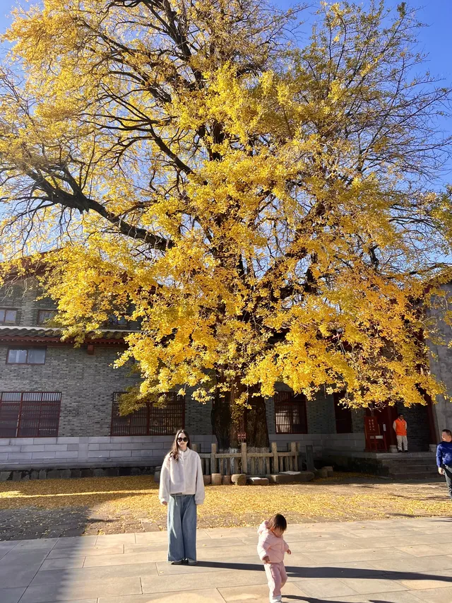 南昌周邊|九江雲居山的千年銀杏 滿樹金黃 南昌周邊|九江雲居山的千年銀杏 滿樹金黃