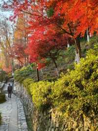 秋染莫干山，別有風味