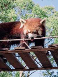 上海野生動物園全攻略：輕鬆遛娃不踩雷