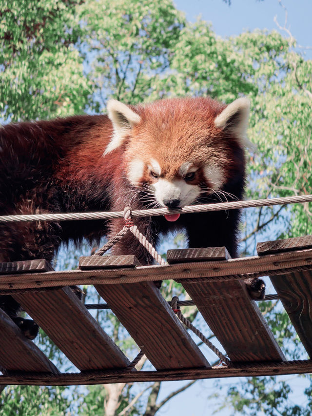 上海野生動物園全攻略：輕鬆遛娃不踩雷