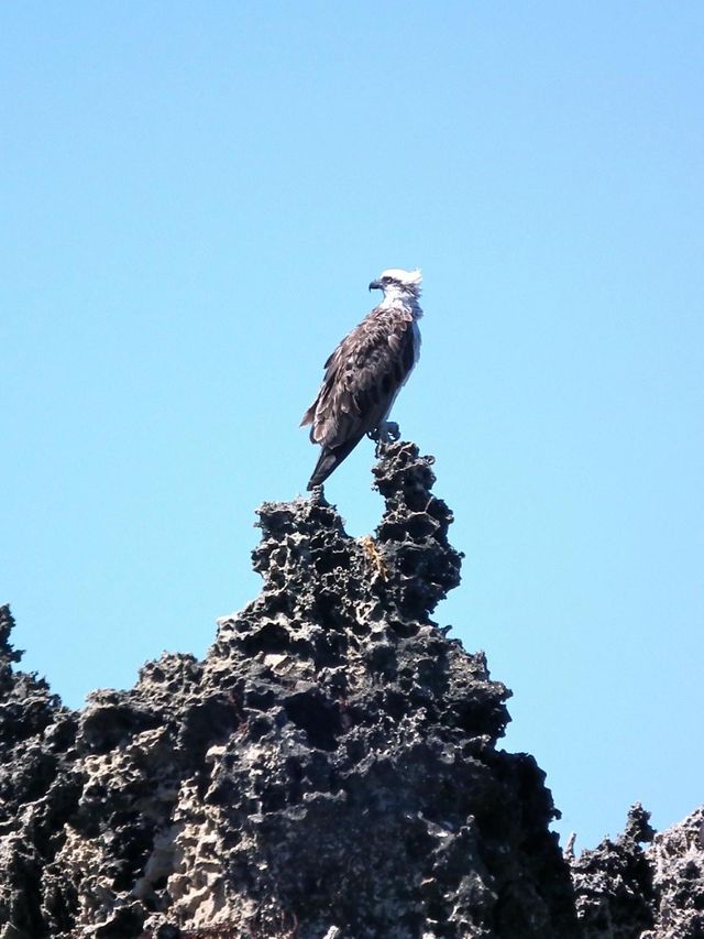 澳大利亞1日包車遊懶人福音速來