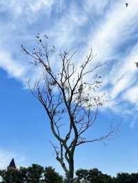 昆明「小瑞士」打卡指南