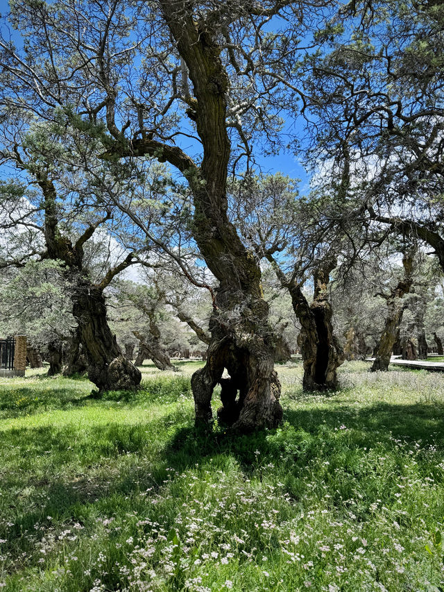 拿日雍措，水天一色的神秘聖湖