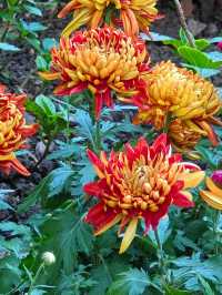 共青森林公園菊花展美翻啦