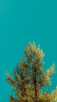 我為喀納斯湖的藍色取了一個名字「山靈黛」