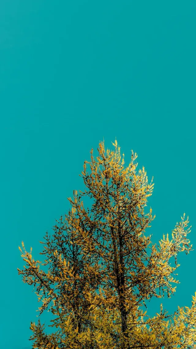 我為喀納斯湖的藍色取了一個名字「山靈黛」 我為喀納斯湖的藍色取了一個名字「山靈黛」