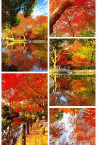 魔都限定秋色!魯迅公園賞楓全攻略錯過再等365天