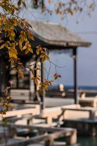 初冬念想｜在翁家花園邂逅一場銀杏雨下的時光靜止