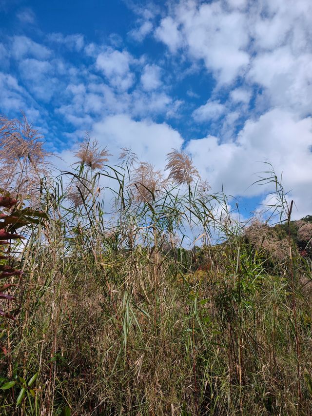 普洱山野漫步這片秘境藏滿了治癒系風景