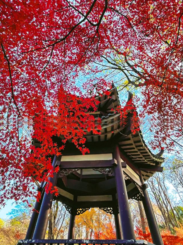 南京中山植物園紅楓觀賞指南 南京中山植物園紅楓觀賞指南