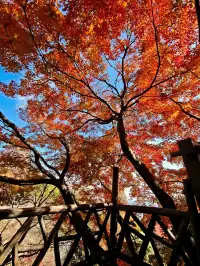 莫干山蔣公古道反穿10KM|楓葉超美