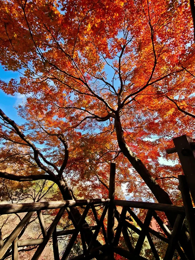 莫干山蔣公古道反穿10KM|楓葉超美 莫干山蔣公古道反穿10KM|楓葉超美