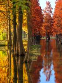 太仙了！夢幻森林，邂逅青西郊野公園的水上童話