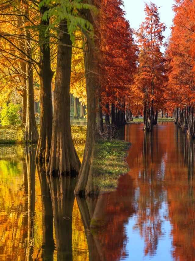 太仙了！夢幻森林，邂逅青西郊野公園的水上童話