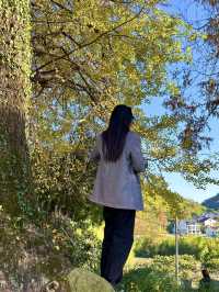 古寺，千年銀杏