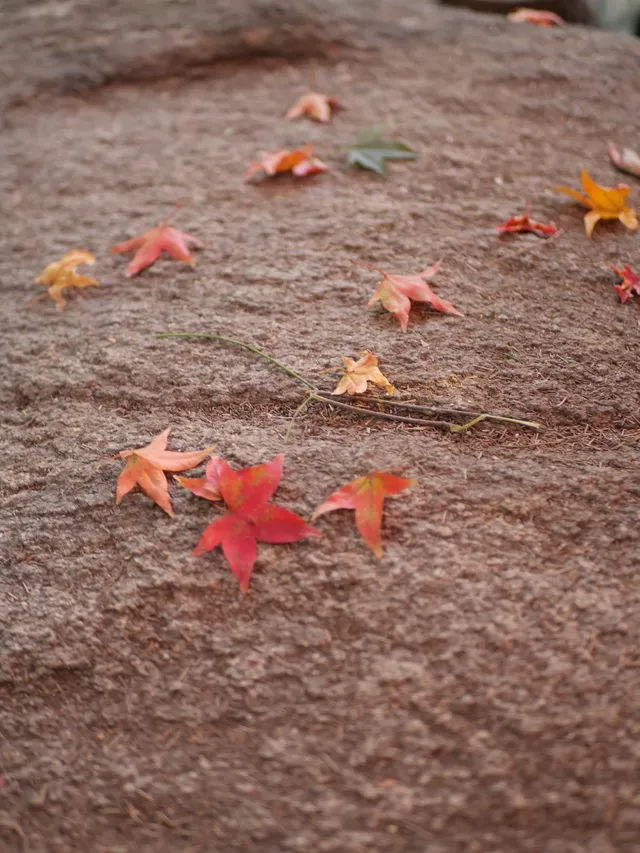 我找到了廈門的秋天 我找到了廈門的秋天