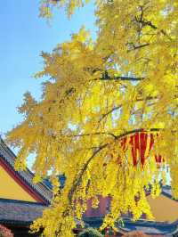 魔都銀杏秘境莊嚴寺500年古樹黃透啦!