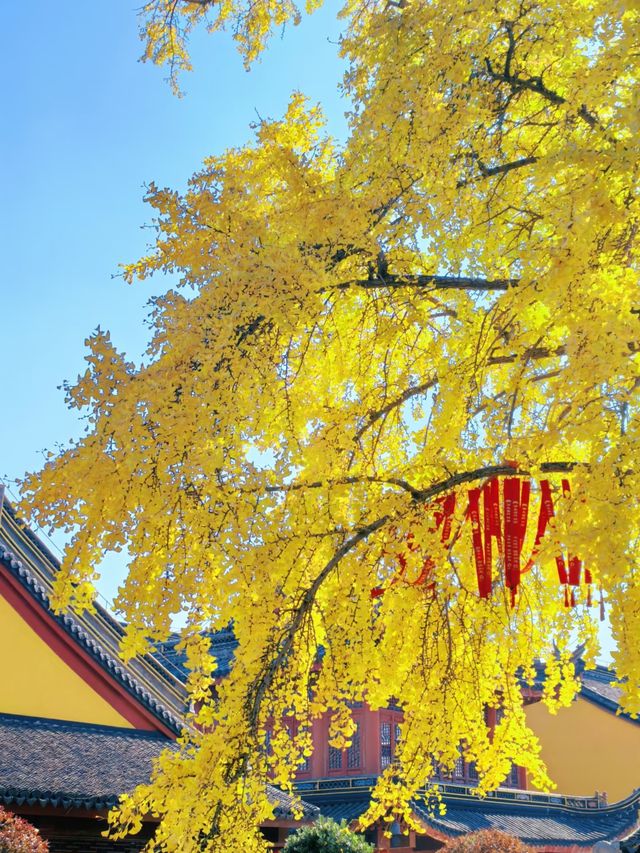 魔都銀杏秘境莊嚴寺500年古樹黃透啦! 魔都銀杏秘境莊嚴寺500年古樹黃透啦!