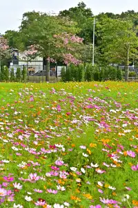 深圳全新花海五彩格桑花🩷免費拍照