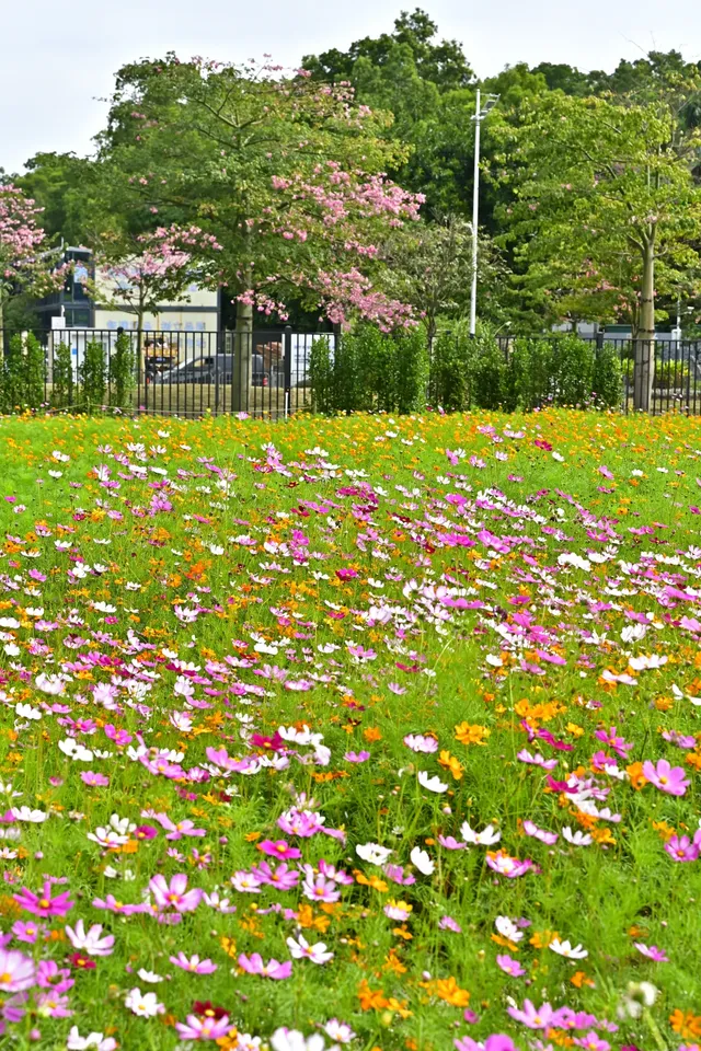 深圳全新花海五彩格桑花🩷免費拍照