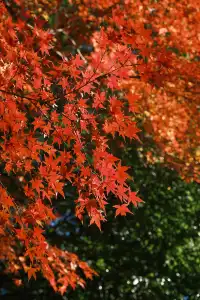 總要去莫干山看一次楓葉吧!